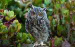 Owl & Trowel Gift Card - Owl & Trowel Ltd.